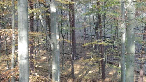 Nachhaltiges Holz: Waldfläche mit FSC-Siegel soll in Brandenburg verdoppelt werden