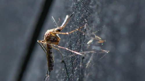 Zerstörung von Ökosystemen: Weniger Mückenvielfalt führt zu mehr Viren