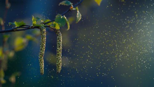 „Allergiesymptome sind keine Lappalien“: Warum viele gerade so stark unter Birkenpollen leiden