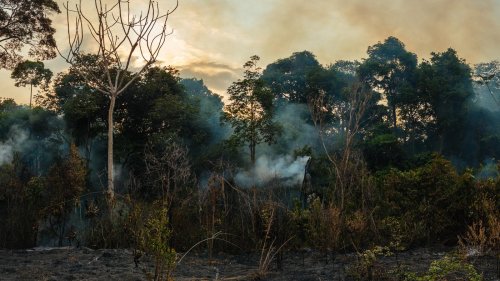 Amazonas am Limit: Ein Drittel geschädigt, zwei Drittel gefährdet