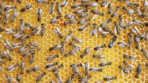 Insektensterben: Leben Honigbienen nur noch halb so lang?