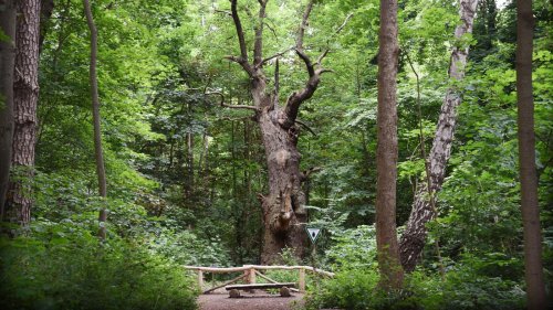 Kiezkamera Berlin-Reinickendorf: Ältester Baum, neuestes Schild, Mauer-Ecke und mehr