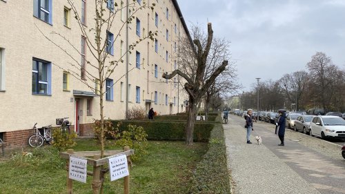 „Voreilig und unangebracht“: Berliner Welterbesiedlung wird am Donnerstag entbaumt