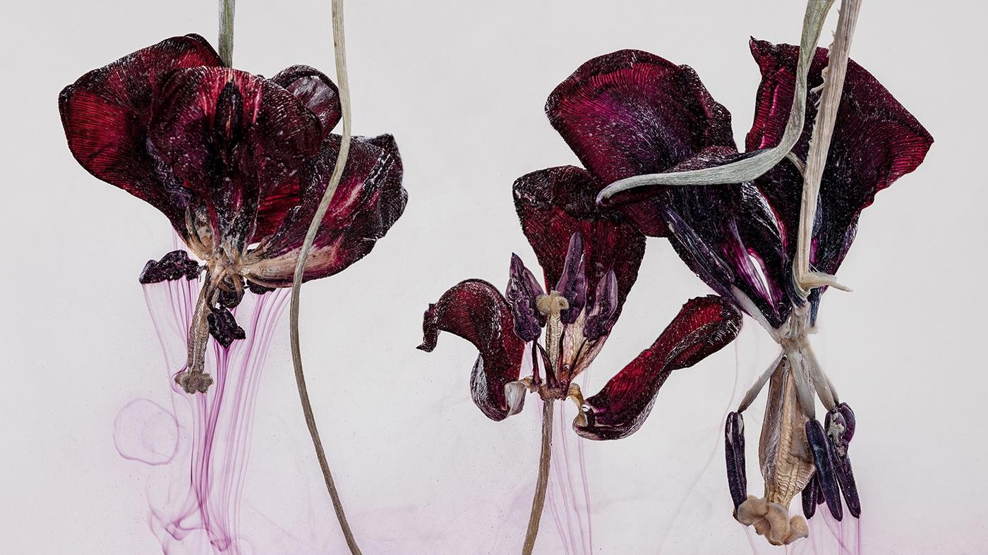 Fotokunst im Haus am Kleistpark: Welkende Tulpen und das pralle Leben