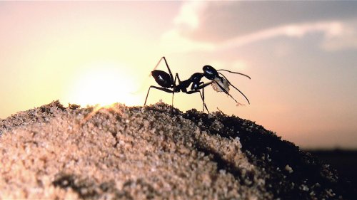Wegweiser in der Wüste: Wie Ameisen nach Hause finden