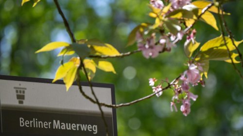 Wegen Bauarbeiten: Teltow sperrt Kirschblütenallee bis Jahresende