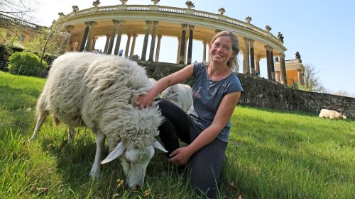 Die Schäferin von Sanssouci: „Die Tiere haben eine starke Individualität“
