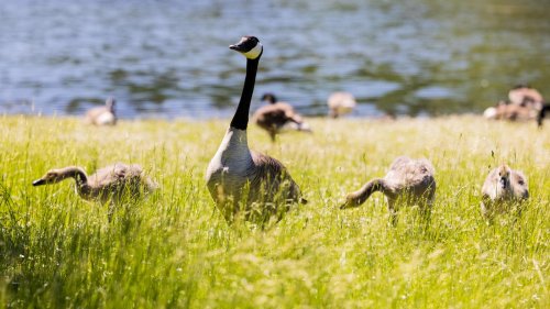 Geschnatter am Teich : Kanadagänse entdecken in Berlin das städtische Leben