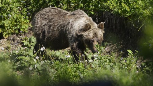 Tiere: Braunbär verletzt Jäger in der Slowakei schwer