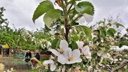 Idylle statt Rummel: Baumblüte in Werder soll wieder ein entspanntes Fest werden