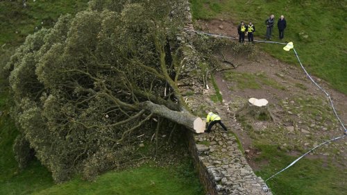 Vandalismus am Hadrianswall: Berühmter Robin-Hood-Baum illegal gefällt
