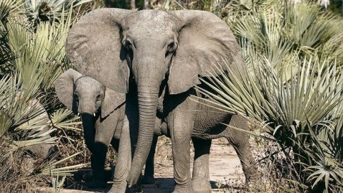 Immer mehr Elefanten werden ohne Stoßzähne geboren
