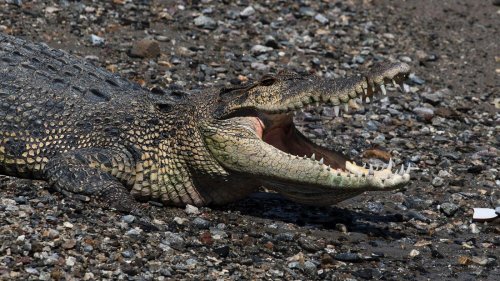 Attacke nahe Palmölplantage: Krokodil tötet Schwimmer in Indonesien