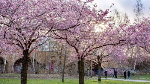 Mauer, Wege, Kirschbäume: Das Dreibezirke-Eck im Berliner Norden