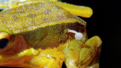„Sehr ungewöhnlich“: Ein kleiner Pilz wächst auf lebendem Frosch