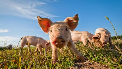 Wenn Fleisch jetzt billiger würde: „Das wäre ein Schlag ins Gesicht für uns Bäuerinnen und Bauern“