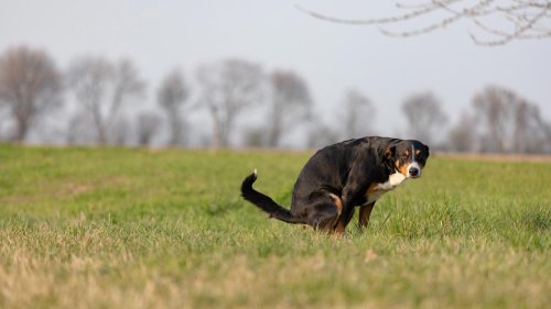 „Nehmt die vollen Kacktüten eurer Köter mit“: Kot-Tüten verdrecken Wiesen und Felder im Potsdamer Stadtteil Bornstedt