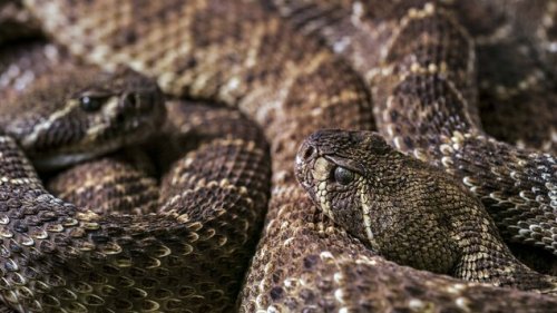 Mehr als 110 Schlangen in Wohnhaus beschlagnahmt