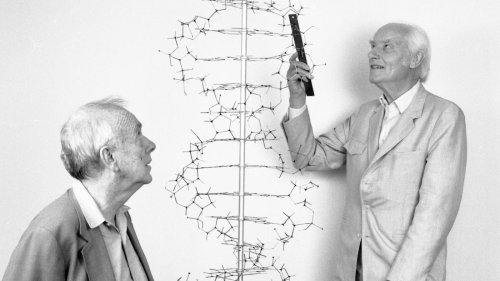Ausstellung im Dresdner Hygiene-Museum: Als Watson und Crick die DNA entdeckten