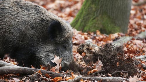Seit zwölf Monaten keine neuen Fälle: Schweinepest-Entwarnung im Brandenburger Uckermark-Kreis