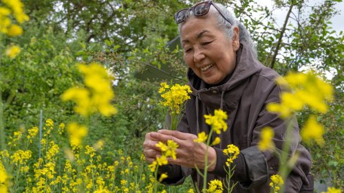 Koreanische Kräuter aus Brandenburg: Eine Kreuzberger Küchenchefin setzt auf eigenen Anbau