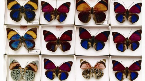 Mehr als eine Milliarde Objekte: Naturkundliche Sammlungen finden zusammen