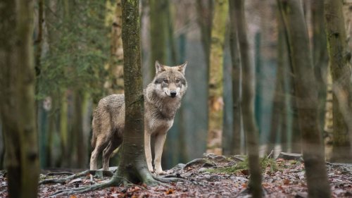 „Brauchen gerichtsfeste Lösung“: Umweltminister wollen Wolf ins Jagdrecht aufnehmen