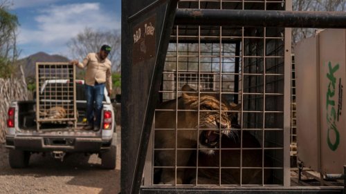 Tierschutz: 700 Wildtiere ziehen wegen Gewalt in Mexiko um