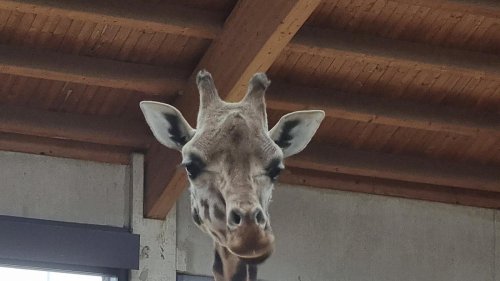 Maud und Katharina: Zwei neue Rothschild-Giraffen im Tierpark Berlin