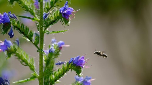 Bienen, Käfer und Co.: So wird Ihr Berliner Garten zum Paradies für Insekten