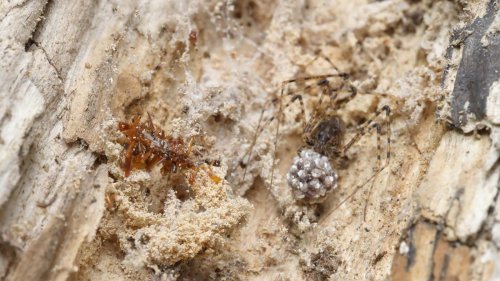 Neu entdeckte Art: Knochensammler-Raupe trägt Überreste ihrer Beute als Tarnung
