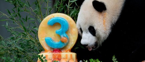 Spannungen zwischen Peking und Washington: Warum Amerikas Pandas zurück nach China müssen