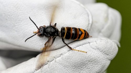 In Restaurant in Schöneberg: Asiatische Hornisse zum ersten Mal in Berlin nachgewiesen