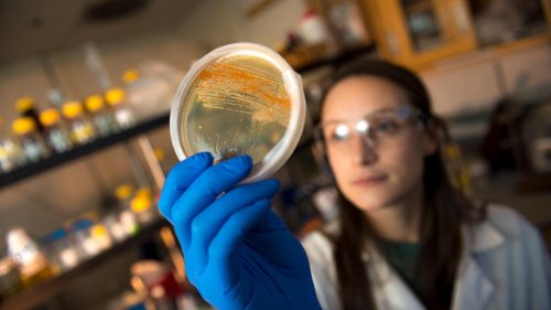 Erst Umarmen, dann Zerstören: Neuer Hoffnungsschimmer gegen resistente Bakterien