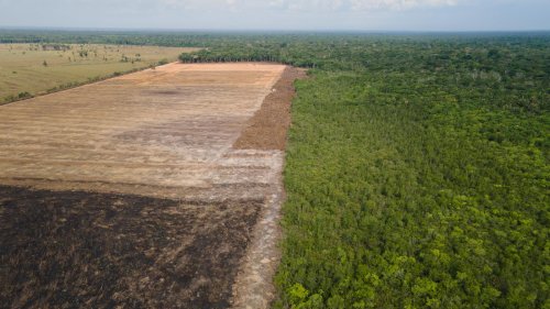 45 Milliarden für Abholzung: Greenpeace macht deutsche Banken für Waldzerstörung verantwortlich