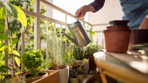 Ein immergrüner Balkon: Blühendes Leben trotz Trockenheit in Berlin