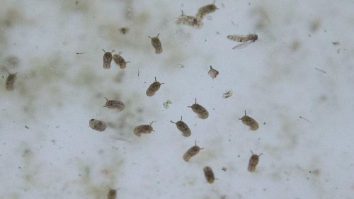 Studie in Lateinamerika: Oropouche-Virus weiter verbreitet als gedacht