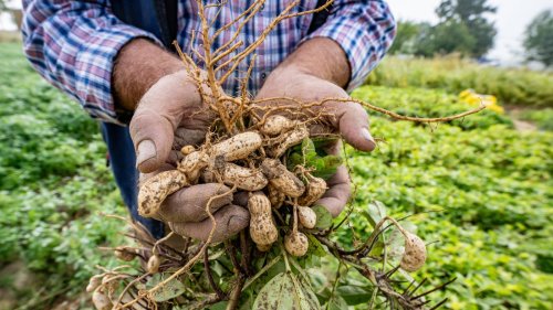Mit dem Klima gehen: Erdnuss-Ernte in Niederbayern