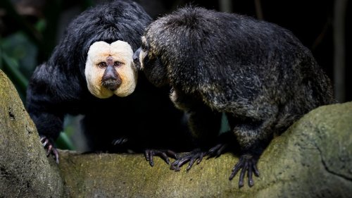 Unangemessenes Verhalten: Empörung über Zoo-Besucher in Tschechien