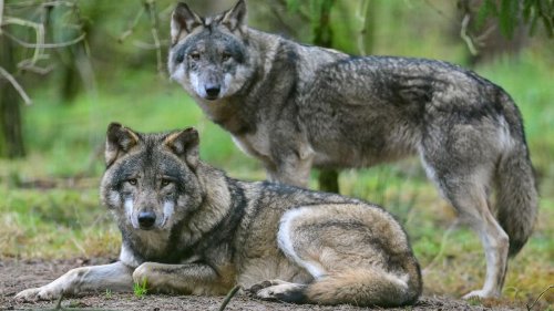 Nach Sommerpause: Brandenburg plant Aufnahme des Wolfs ins Jagdrecht