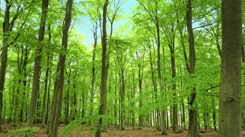 „Wälder als Klimaschutz sind ein riskantes Spiel“: Was, wenn Bäume kein CO₂ mehr binden?