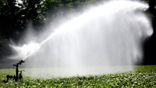 Recyceltes Wasser: Werder (Havel) erprobt neue Bewässerung