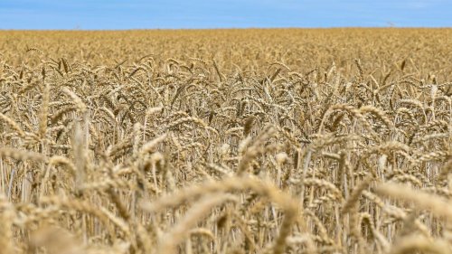 Getreideanbau: Größere Anbaufläche für Getreide in Brandenburg