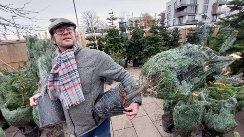 Tannen im Topf: In Potsdam gibt es Weihnachtsbäume zur Miete
