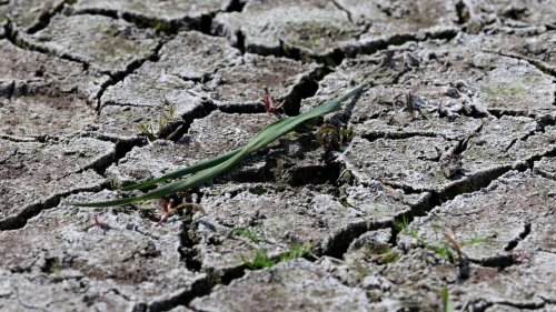 Nach Wasser lechzende Pflanzen: Monate fast ohne Regen - Droht ein schlimmer Dürresommer?