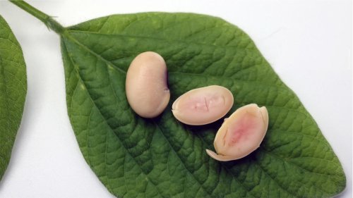 Gentechnik für Veganer: Soja mit einem Schuss Schwein