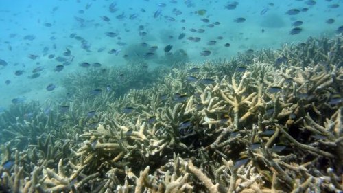 Australien stockt Rettungspaket für Great Barrier Reef auf