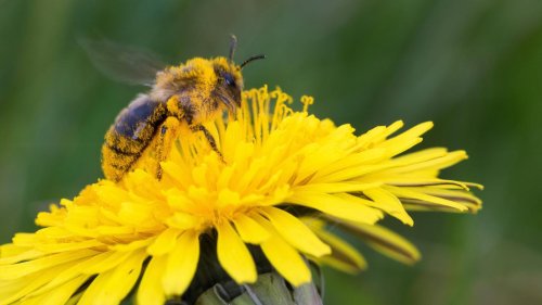 Naturfreunde sollen Nistplätze melden: Die streng geschützte Efeu-Seidenbiene verbreitet sich rasant in Berlin
