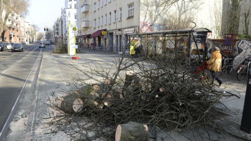 Kaum Platz, kaum Geld für Bäume in der Stadt: Wird Prenzlauer Berg bald zur Steinwüste?