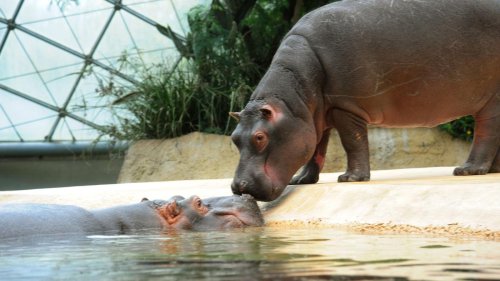 Flusspferde kommen mit 17 Grad zurecht: So will der Berliner Zoo Energie sparen